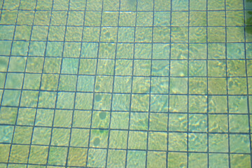 Nature reflected on the water surface and visible on the tiles of the swimming pool background