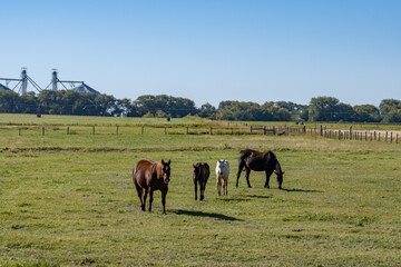 Obraz premium The horse (Equus ferus caballus) is a domesticated, one-toed, hoofed mammal. 1450 N, Ashton is a city in Fremont County, Idaho. Snake River Plain. 
