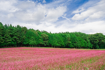 一面に広がる赤そばの花畑
