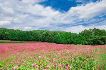一面に広がる赤そばの花畑