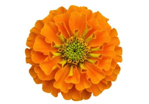 Bright orange marigold flower isolated PNG, vibrant blossom on transparent background for design projects