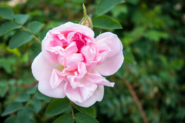 Rosa Rosenbl&uuml;te im Garten, Nahaufnahme mit gr&uuml;nen Bl&auml;ttern
