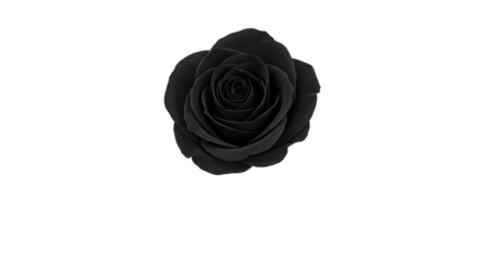 Mysterious Black Rose Against a Horizontally Lined Dark Background