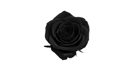 Elegant Black Rose Blossom Centered on a Dark, Textured Background
