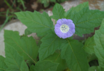 A vibrant violet flower surrounded by lush green foliage, showcasing fine botanical details in a natural habitat.