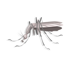 Mosquito close-up, isolated on a white background. Vector illustration of an insect.