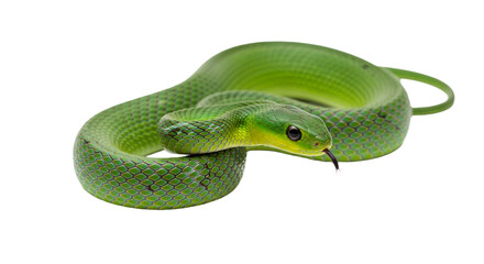 Obraz premium Snake with transparent png background