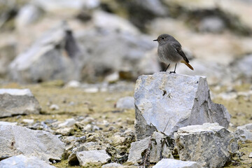 Black redstart // Hausrotschwanz (Phoenicurus ochruros) 