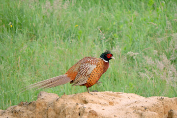 A wild ring-necked pheasant standing on a heap of sand and scratching itself