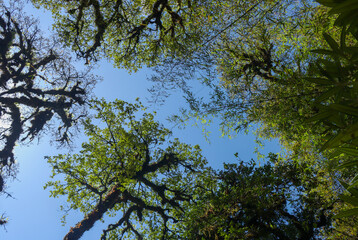 tree branches against blue sky