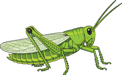 Green grasshopper insect illustration, detailed nature bug vector with wings and antennae, wildlife entomology drawing, ecological biology animal graphic for education