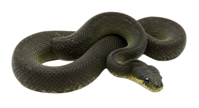 Snake with transparent png  background