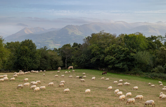 Brebis pays  Basque