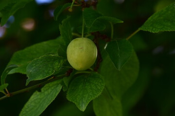 green apples on tree
