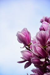 Naklejka premium pink flowers on blue sky background