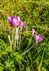 Colchicum autumnale - Purple flowers blooming in autumn in the meadows in the mountains.