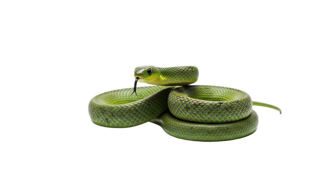 Snake with transparent png  background