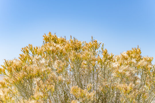 Ericameria nauseosa (formerly Chrysothamnus nauseosus), chamisa, rubber rabbitbrush, and gray rabbitbrush. Windblown sand deposits,  St Anthony Sand Dunes.  Red road, Fremont County, Idaho. Snake Rive