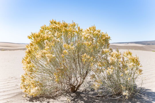Ericameria nauseosa (formerly Chrysothamnus nauseosus), chamisa, rubber rabbitbrush, and gray rabbitbrush. Windblown sand deposits,  St Anthony Sand Dunes.  Red road, Fremont County, Idaho. Snake Rive