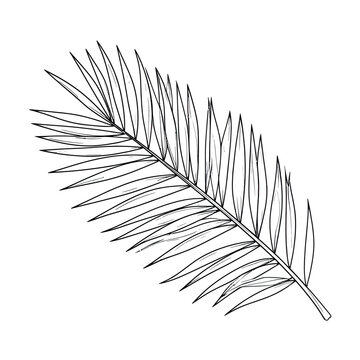 Detailed Line Art Depicting a Palm Frond with Delicate Leaf Structure for Design Use