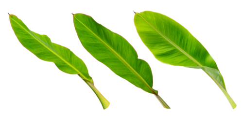 Tropical banana leaf isolated on white background