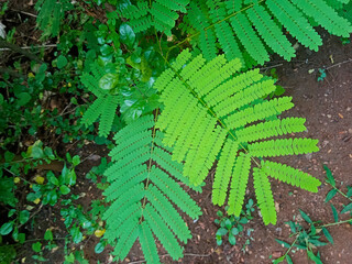 Acacia Sunny Symmetry, Shrub Tropical Density, Mimosa Healthy Abstract, Wilderness Alive Concept







