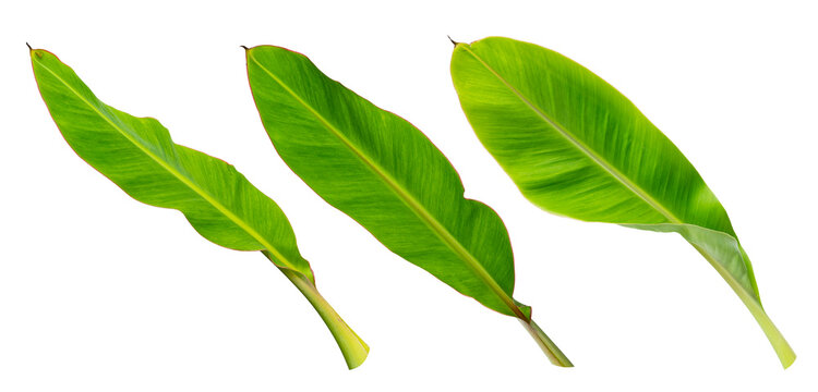 Tropical banana leaf isolated on white background