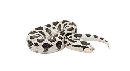 Naklejka premium Snake with transparent png background