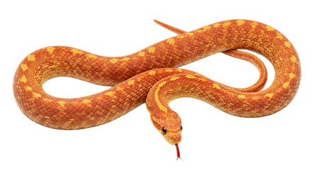 Snake with transparent png  background