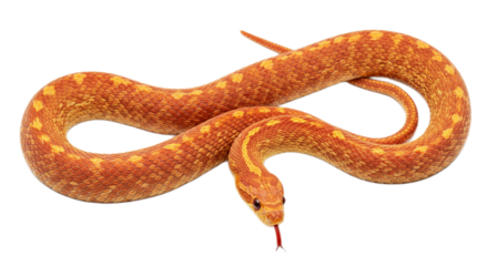 Snake with transparent png  background