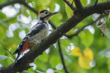 woodpecker on the tree 