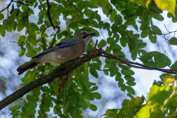 jay on the branch 