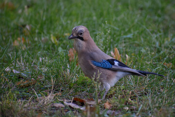 blue jay in the grass 
