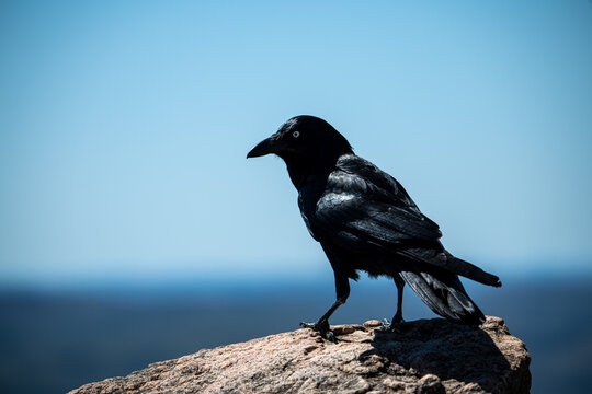 Australian Raven perched on rock - Powered by Adobe