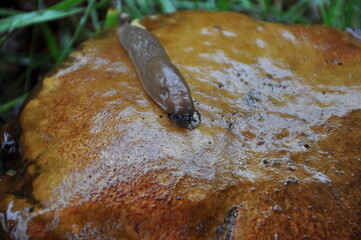 Slug on a mushroom during the rain.Close up view of common brown Spanish slug on wet mushroom outside. Big slimy brown snail slugs