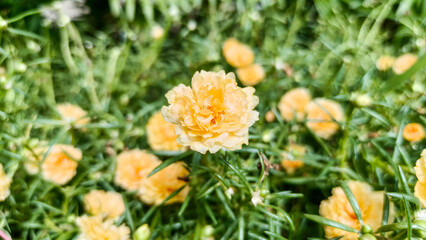 Mixture of pink and yellow Portulaca flowers creating soft summer beauty