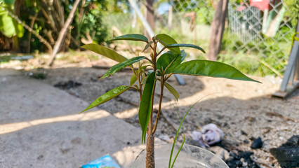 Small coconut plant growing on soil beside building edge with sunlight reflection