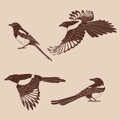 Magpie, flying bird, set. Hand drawn vector illustration