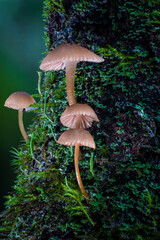 Wild mushrroms on the forest floor