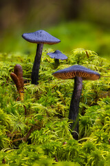 Wild mushrroms on the forest floor