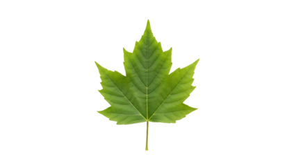 Green maple leaf, five lobes, veins prominent, isolated on black