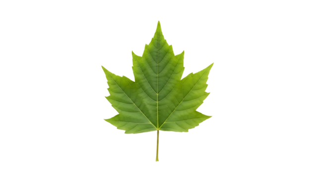 Green maple leaf, five lobes, veins prominent, isolated on black