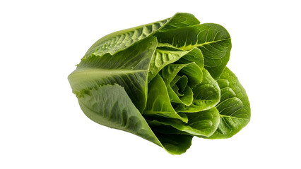 Obraz premium Crisp romaine lettuce head with layered leaves on black background