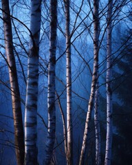 Obraz premium Birch Trees Silhouette Evening Mist