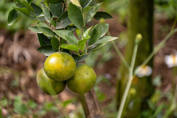 Partially ripened green oranges grow on a branch with fresh green foliage. Growth and freshness.