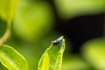 Vibrant green bottle fly (Calliphoridae) resting peacefully on a fresh green leaf, showcasing its iridescent colors and intricate details in a natural setting.