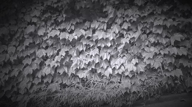 壁面に根付く植物と風の流れを表現。モノクロ。