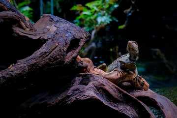 Australian Eastern Water Dragon basking