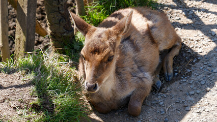 A young deer, possibly a Philippine deer, rests peacefully in a natural outdoor setting, showcasing its gentle nature and beautiful coat. Ciwidey, West Java.