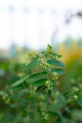 close up of a flower